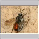 Astata boops - Wanzengrabwespe 17f 11mm beim Nesteintrag am Steilhang mit Wanze.jpg